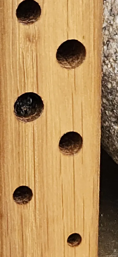 MiniBee - Dein [mini] Naturkino