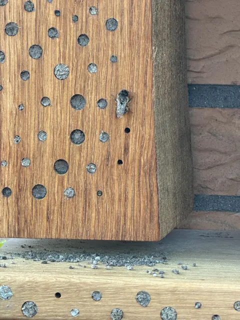 Bienenregal Shelbee (45cm)