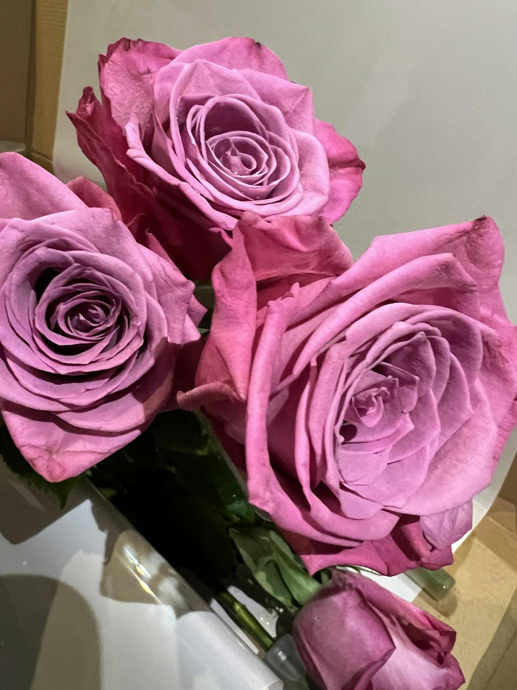 Purple Roses Purple Rose for Sale Australia