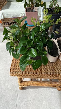 Pepperomia Jade Plant