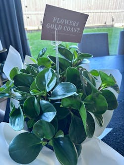 Pepperomia Jade Plant