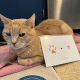 Pet Paw & Nose Print