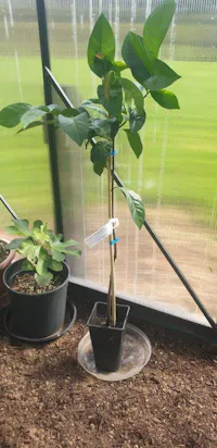 Chocolate Pudding Fruit (Black Sapote)