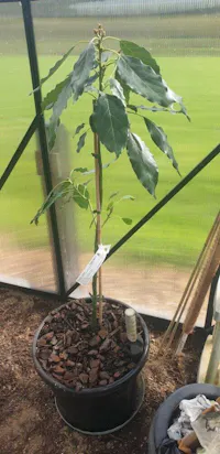 Avocado - Esther Semi Dwarf - Autumn/winter ripening
