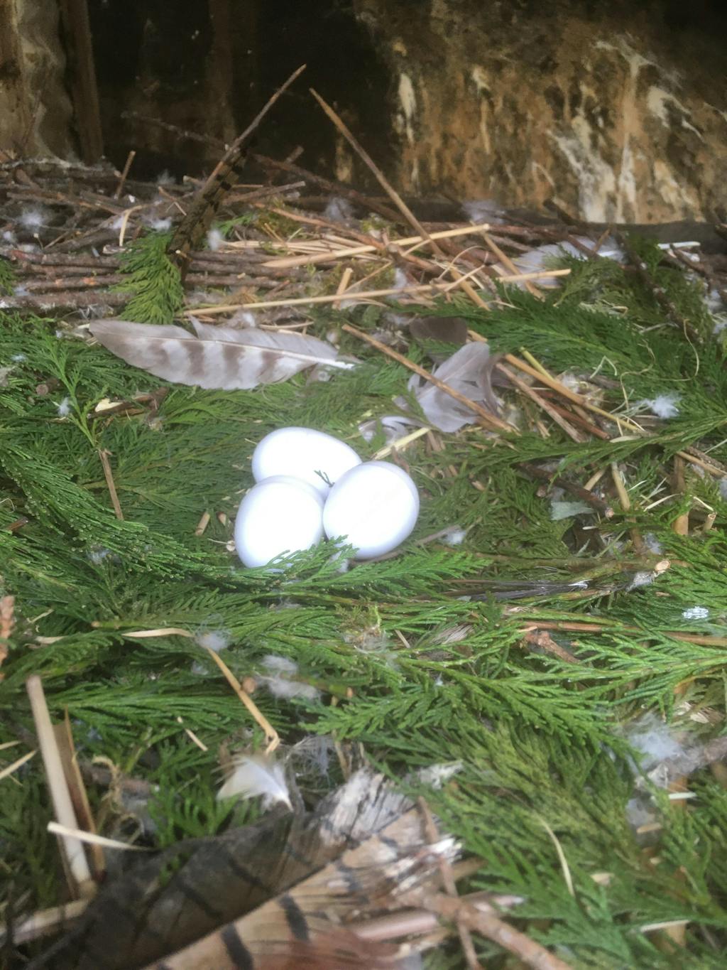 White Plastic Dummy Chicken Eggs Flyte so Fancy