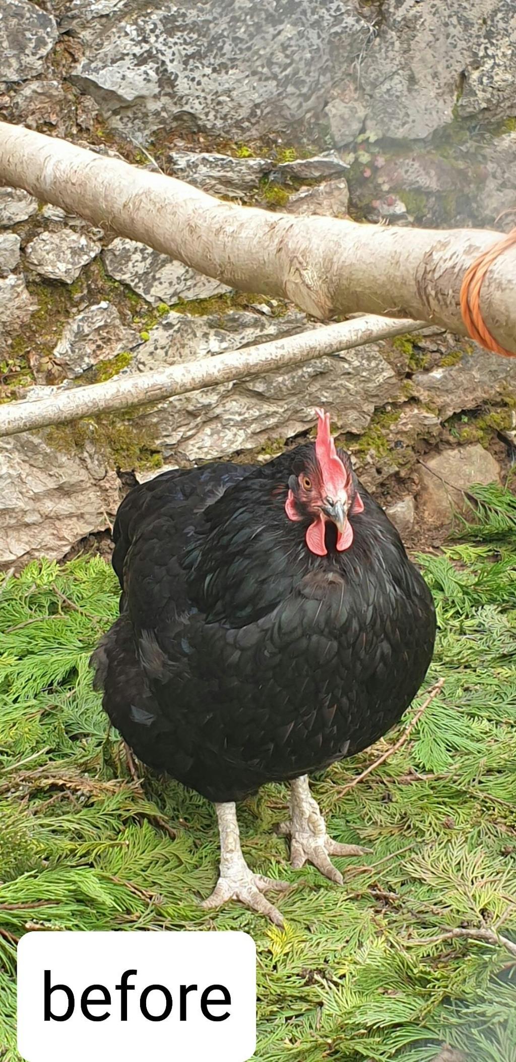 Battles Poultry Scaly Leg Spray Scaly Leg Ointment for Chickens