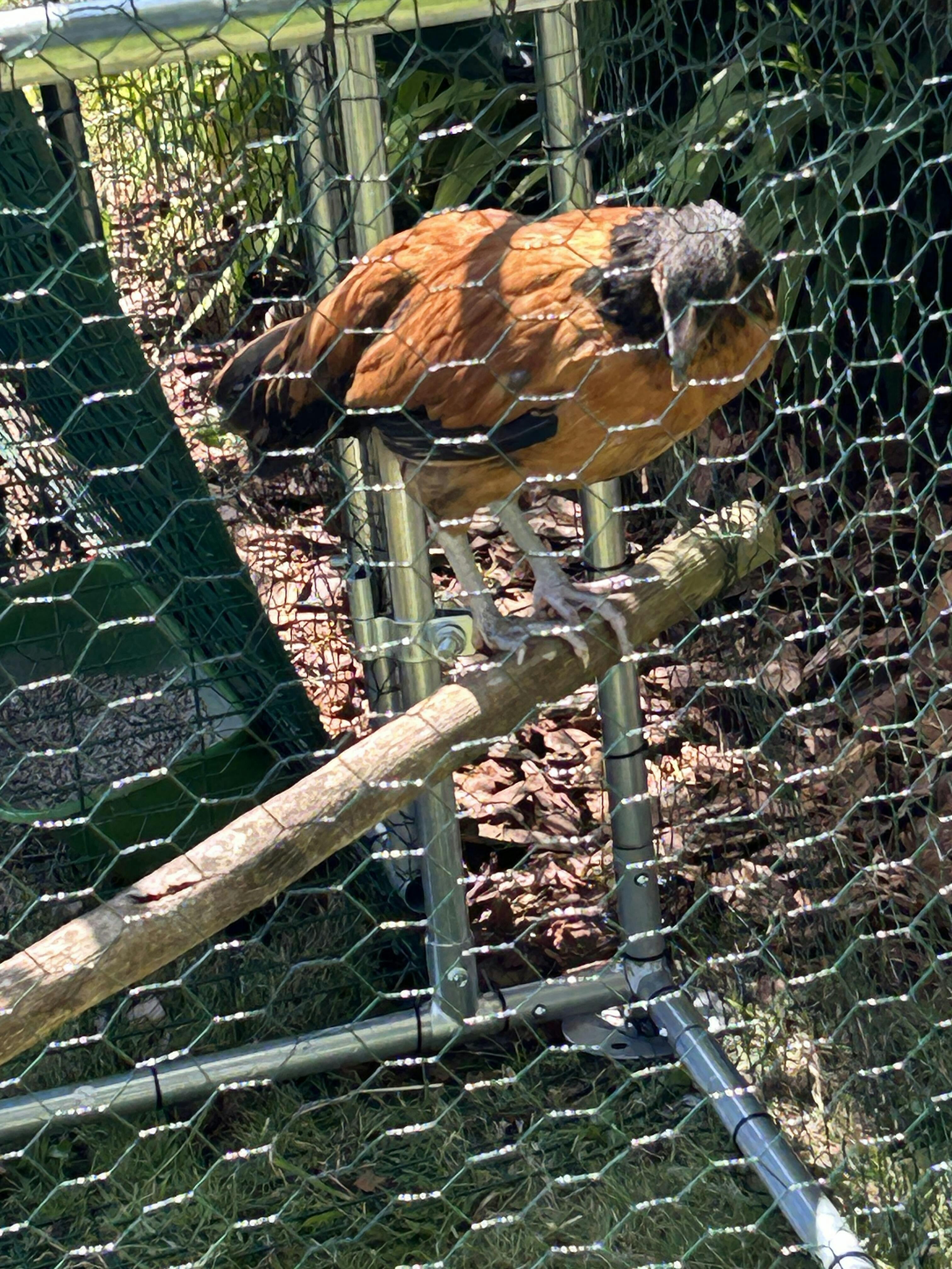 Hardwood Woodchip for Poultry Runs Chicken Wood Chips for Runs