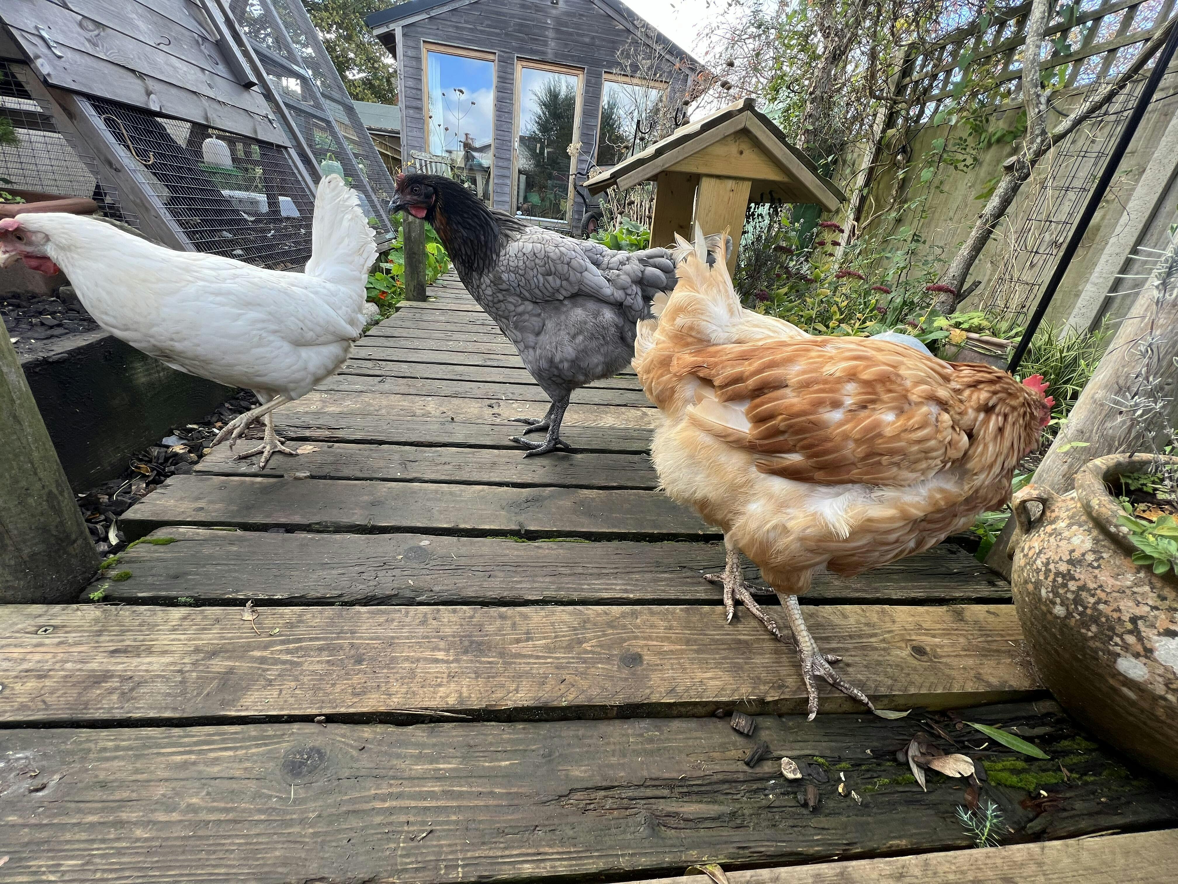 Hardwood Woodchip for Poultry Runs Chicken Wood Chips for Runs