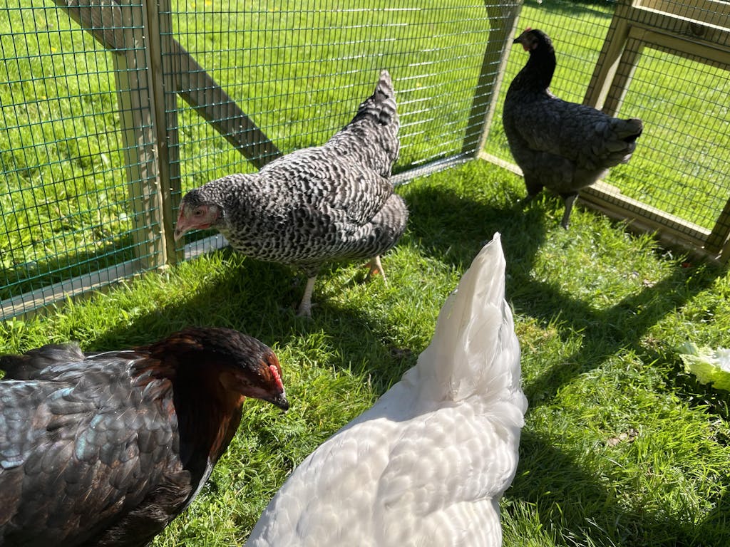 The Dorset Ranger Six Chicken Coop Mobile Chicken Coops