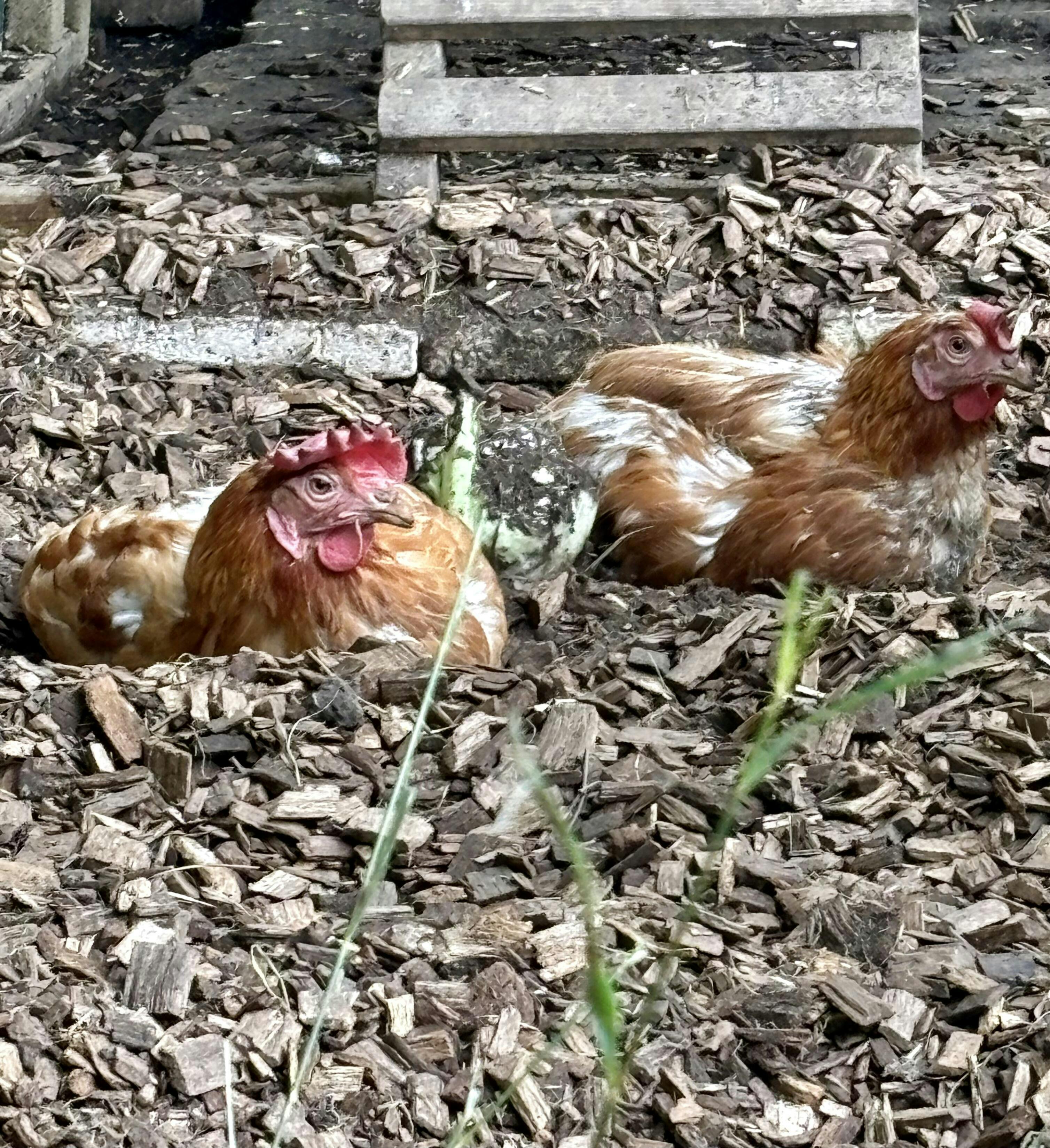 Hardwood Woodchip for Poultry Runs Chicken Wood Chips for Runs