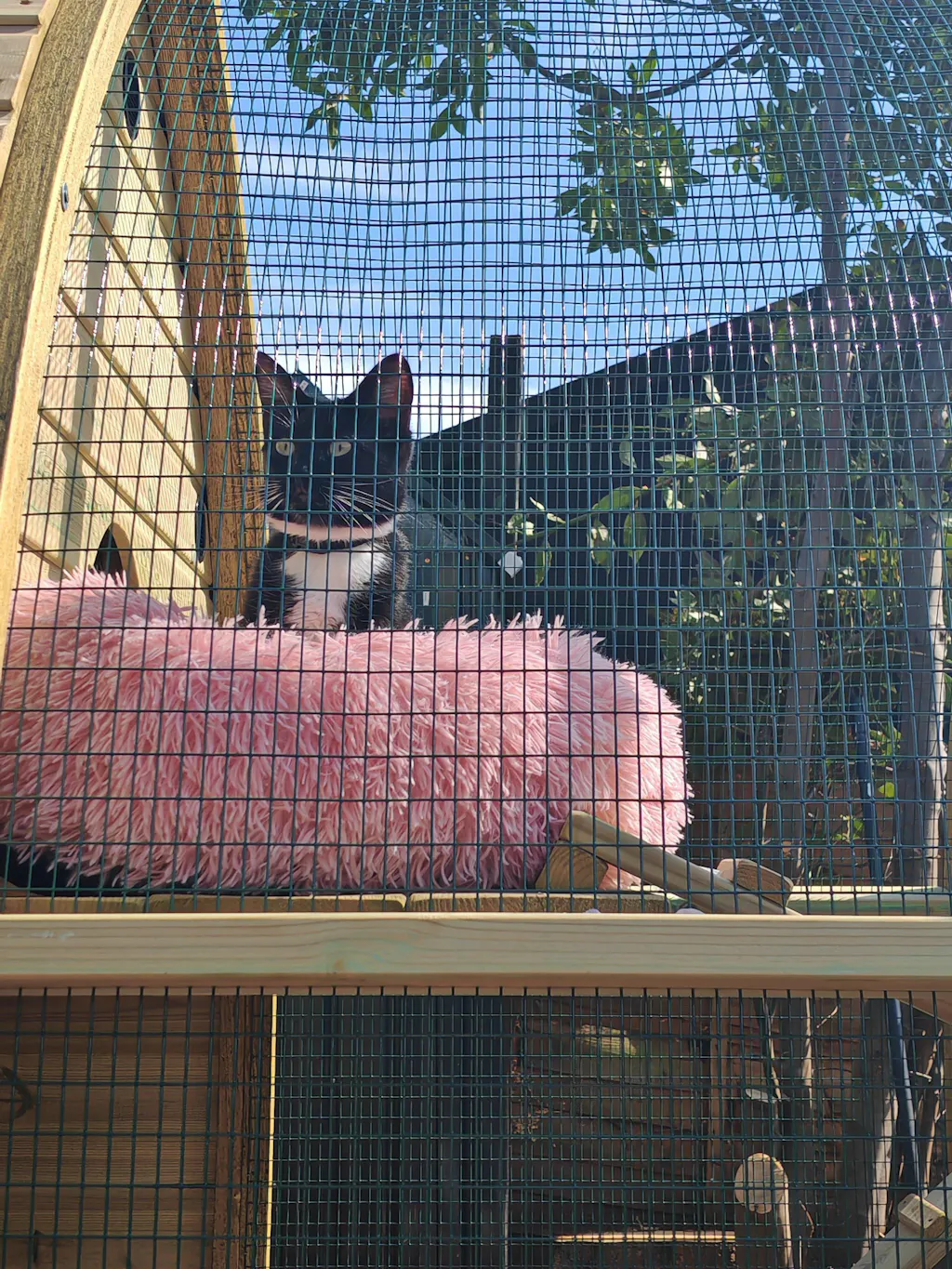 Arched Cat House and Run Luxury Cat Houses made in
