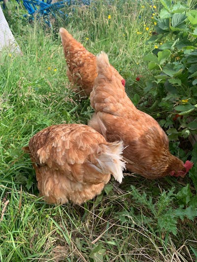 Garvo Alfamix for Chickens