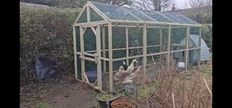 Junior Poultry Protection Pens