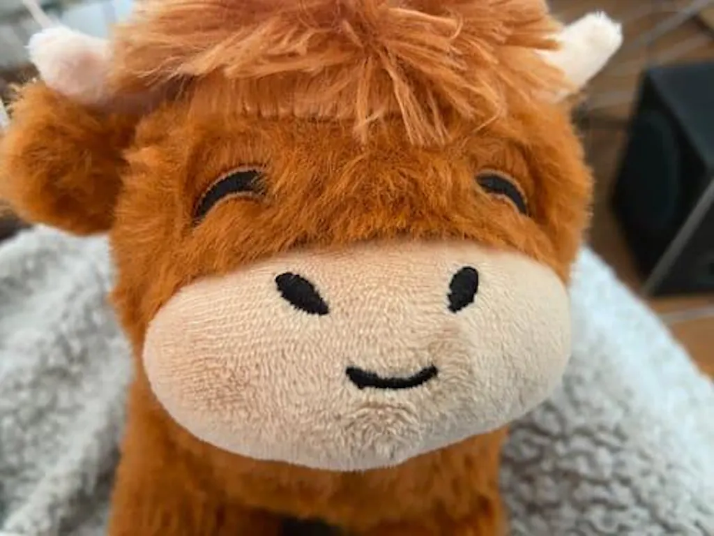 Henry the Highland Cow main image 1