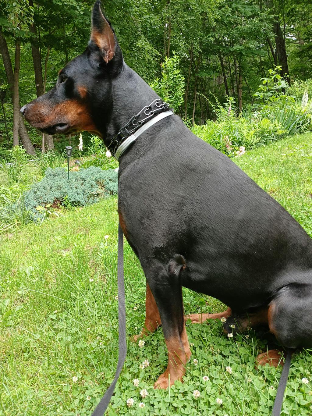 Dog Joint and Soft Tissue Supplement – Forte Flex K9 for Mobility & Comfort