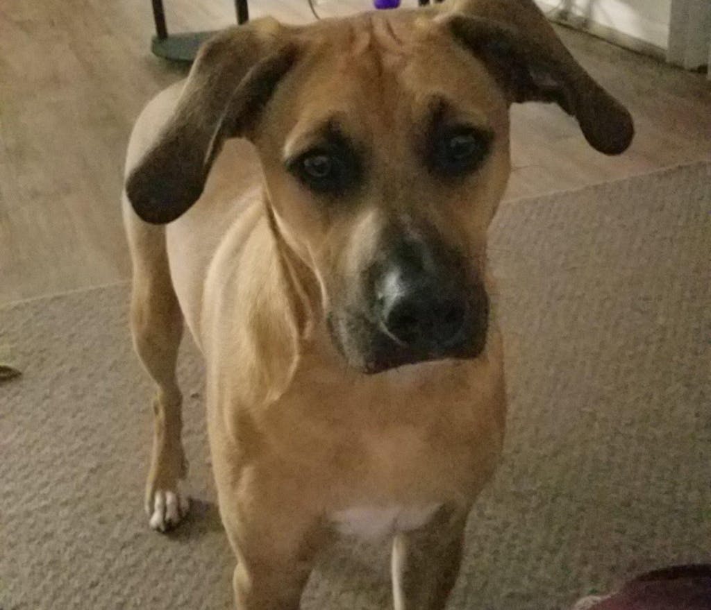 Dog Joint and Soft Tissue Supplement – Forte Flex K9 for Mobility & Comfort