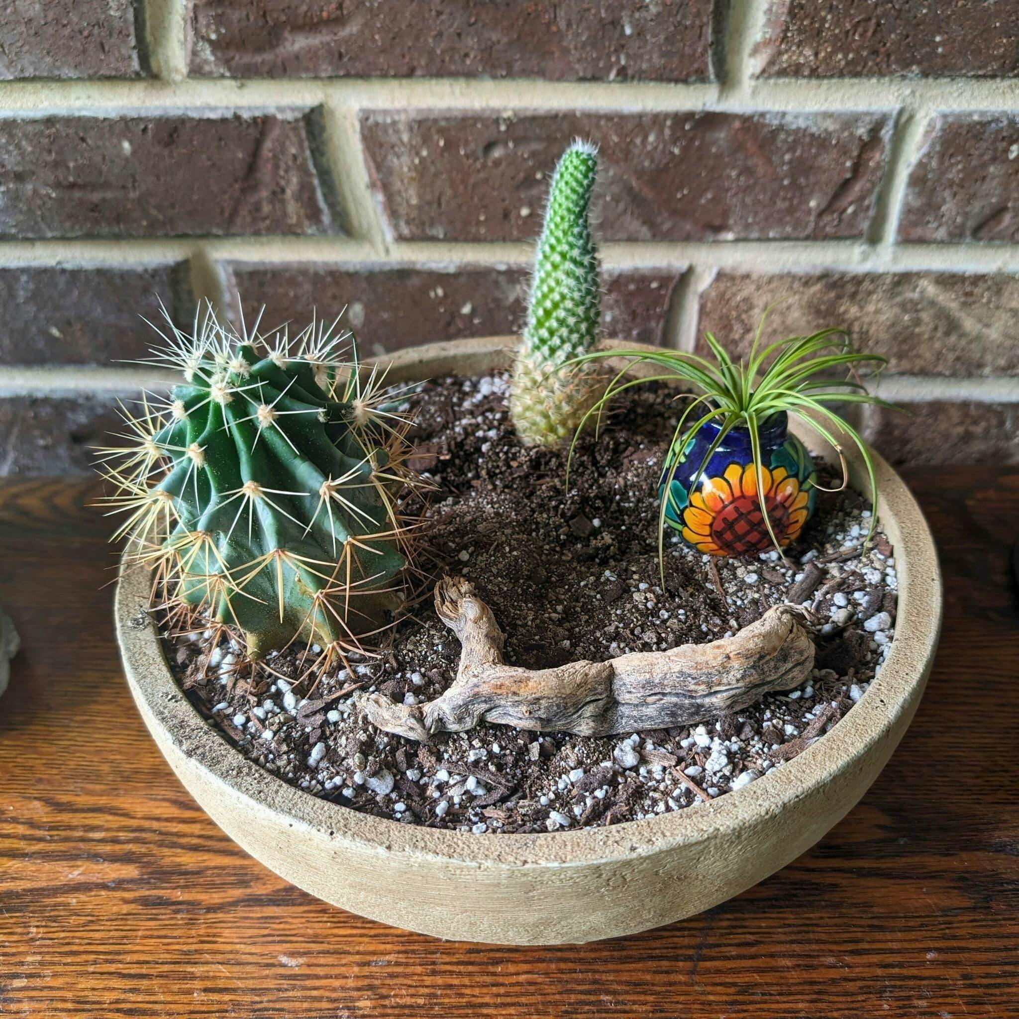 Terrace Bowl Small Concrete Planter - Campania