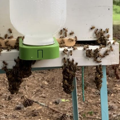 8-Frame Wooden Entrance Reducer – Foxhound Bee Company