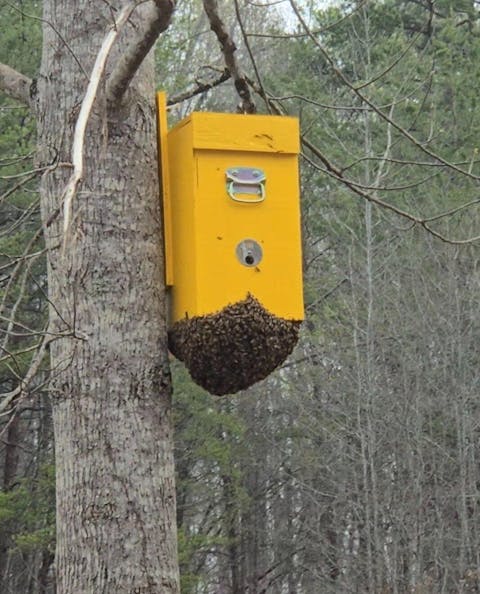 Swarm Box Trap