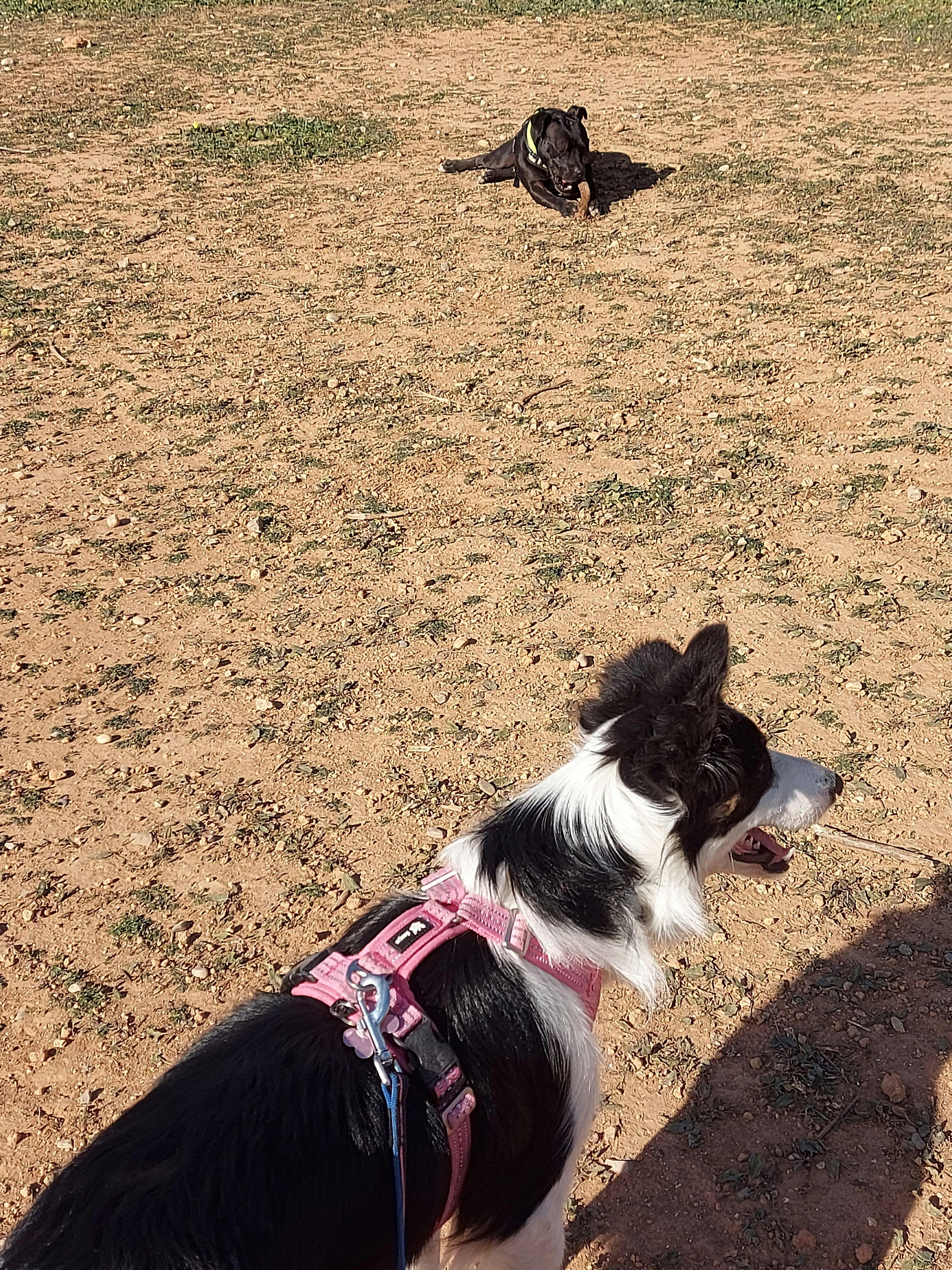 leash CountryFox Dog Collar | Comfortable, Safe, and Reflective