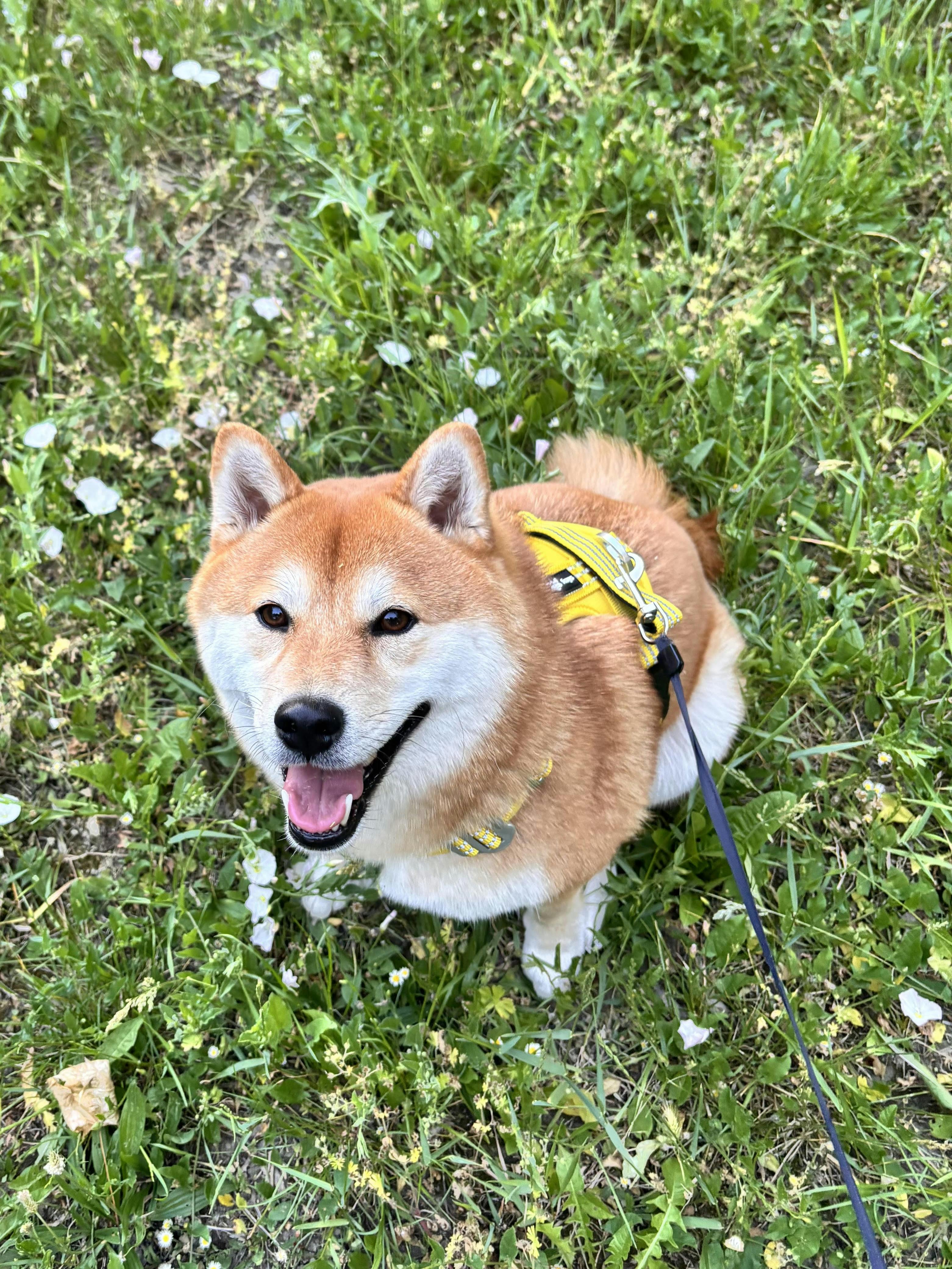 スコッティキャメロン フェスティバル限定 Kitsune Dog Leash CountryFox PRO Dog Leash — Pink | Foxys – Foxys