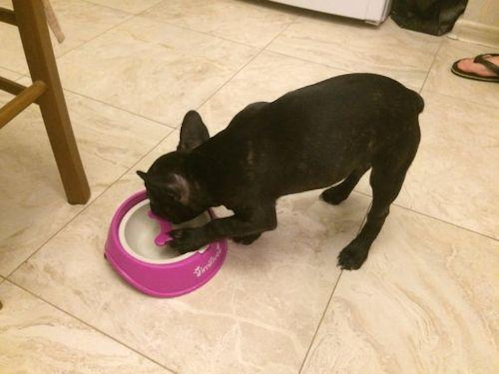 Slow Feeder Bowl (WS73) frenchie Shop