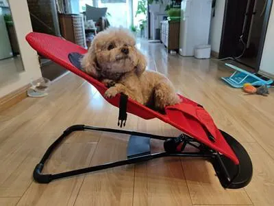 Portable Rocking Chair for French Bulldog – frenchie Shop