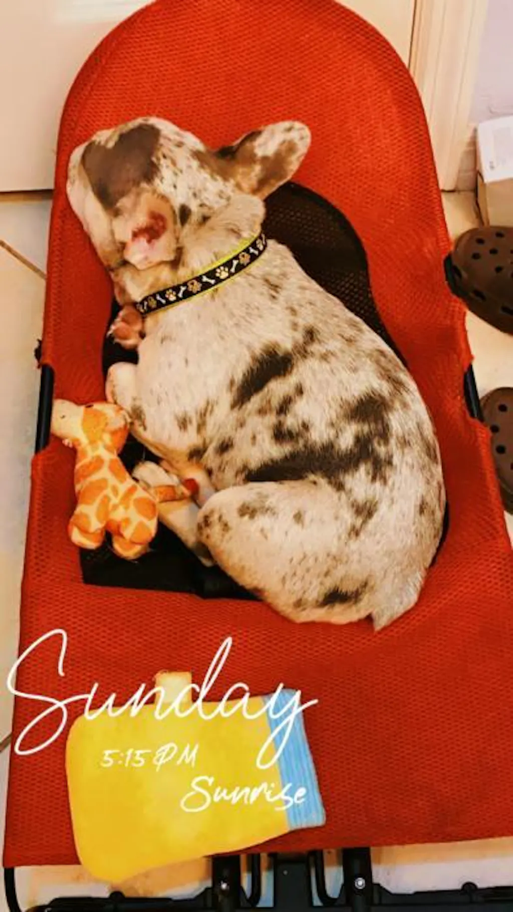 Portable Rocking Chair for French Bulldog – frenchie Shop
