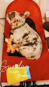 Portable Rocking Chair for French Bulldog – frenchie Shop
