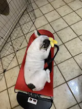 Portable Rocking Chair for French Bulldog – frenchie Shop