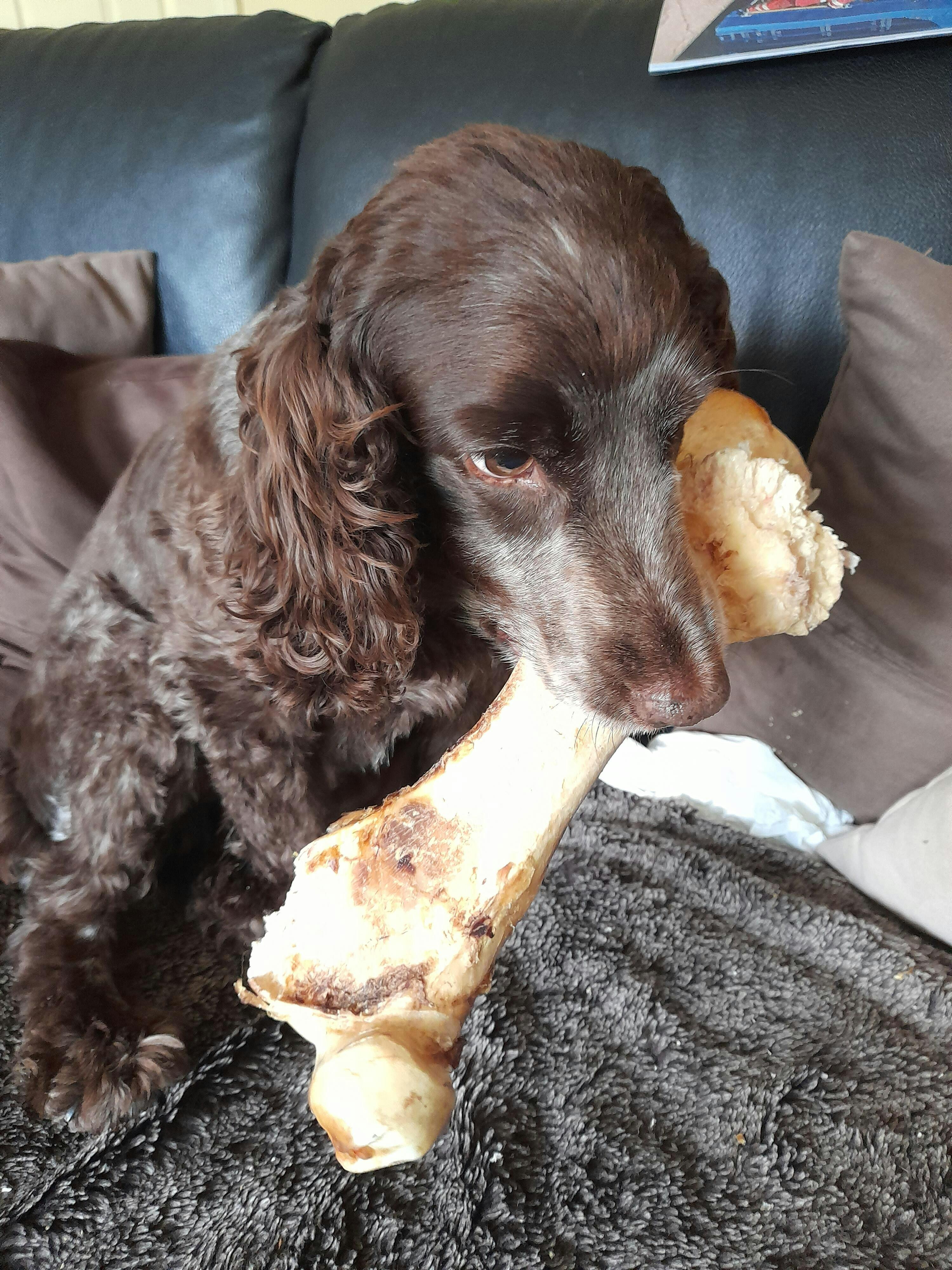 Large Ostrich Bone For Dogs | Honeycomb Centre by Bunch!