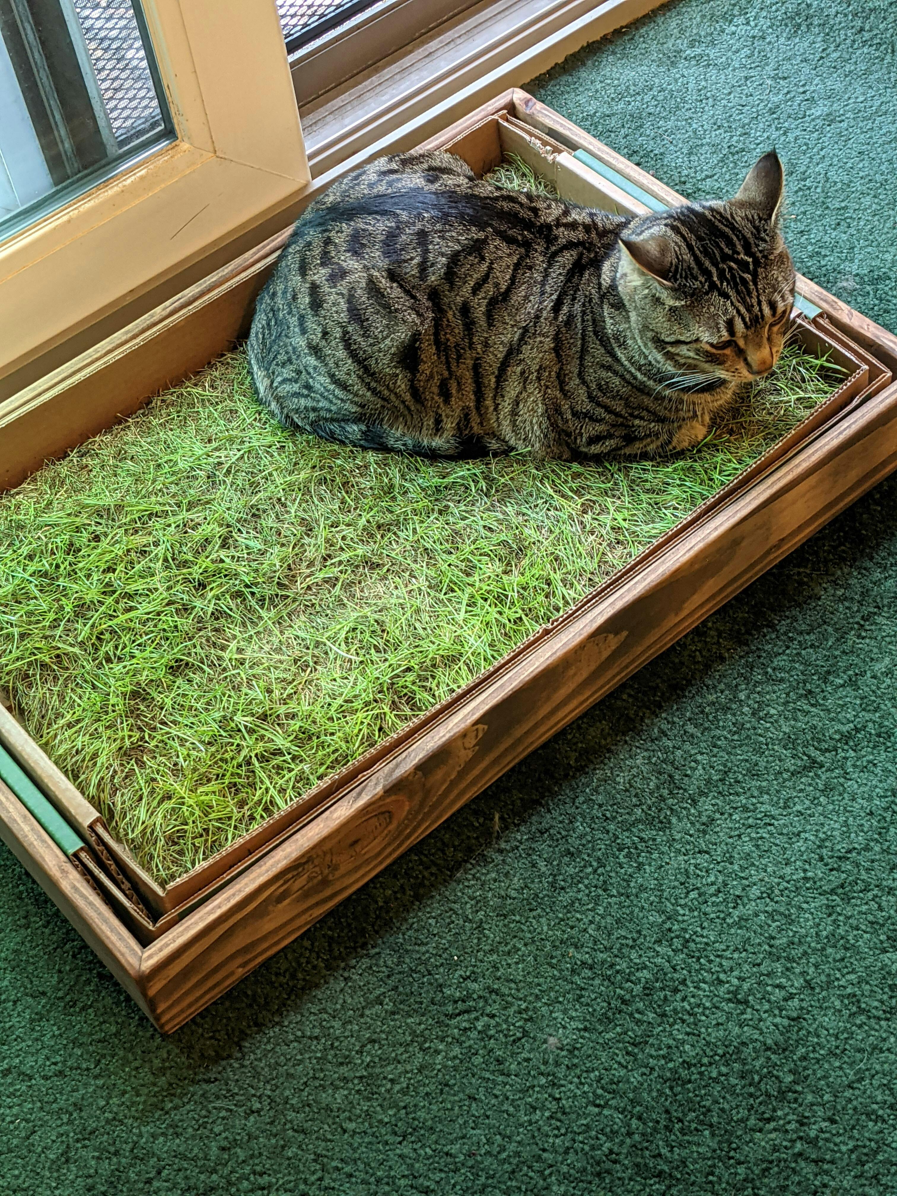 Fresh Patch Cat (Standard) Pet Grass Pad, 16 x 24 inches in size