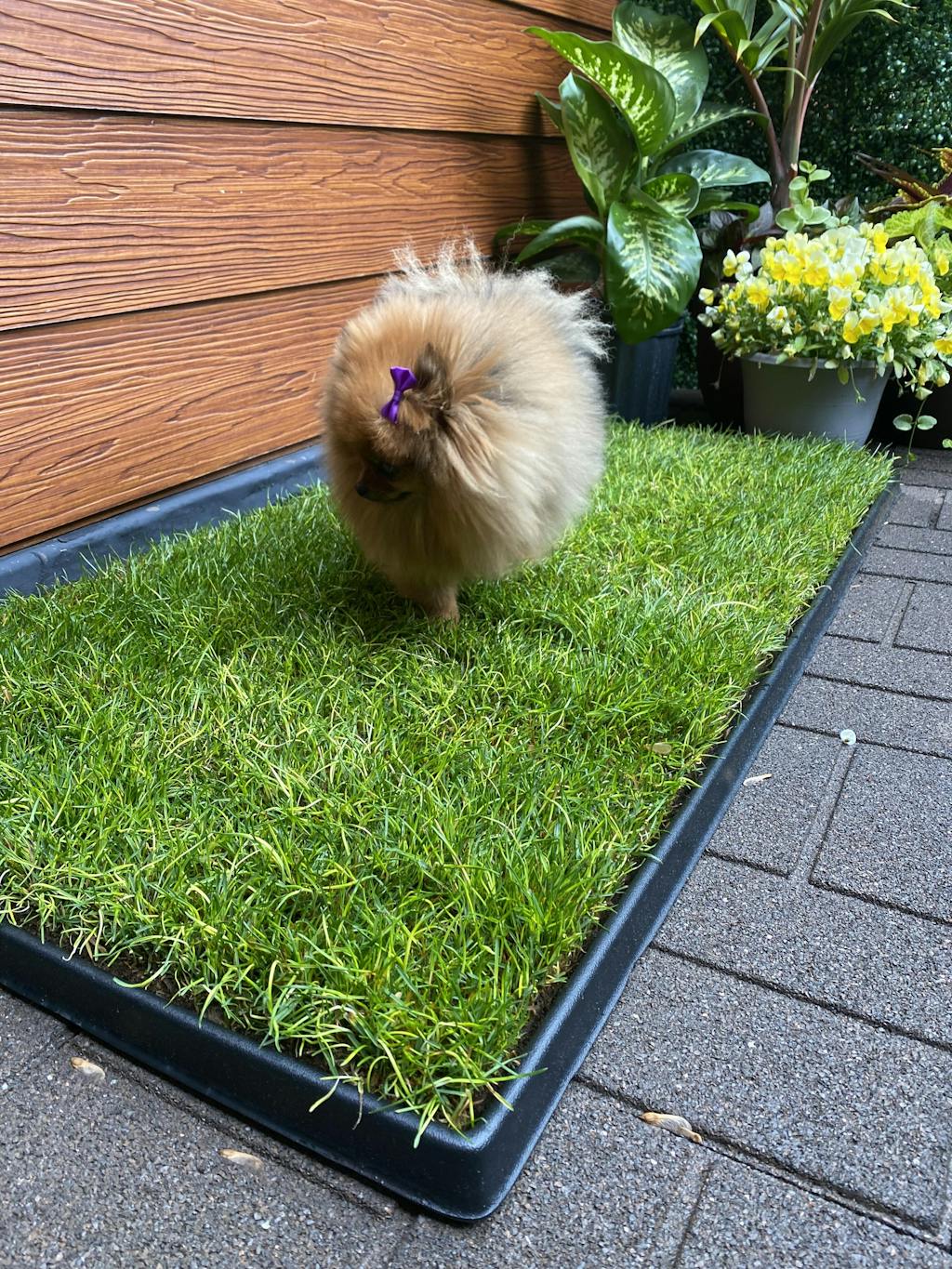 Plastic Tray (Fresh Patch XL) Apartment Dog Grass 2' x 4'