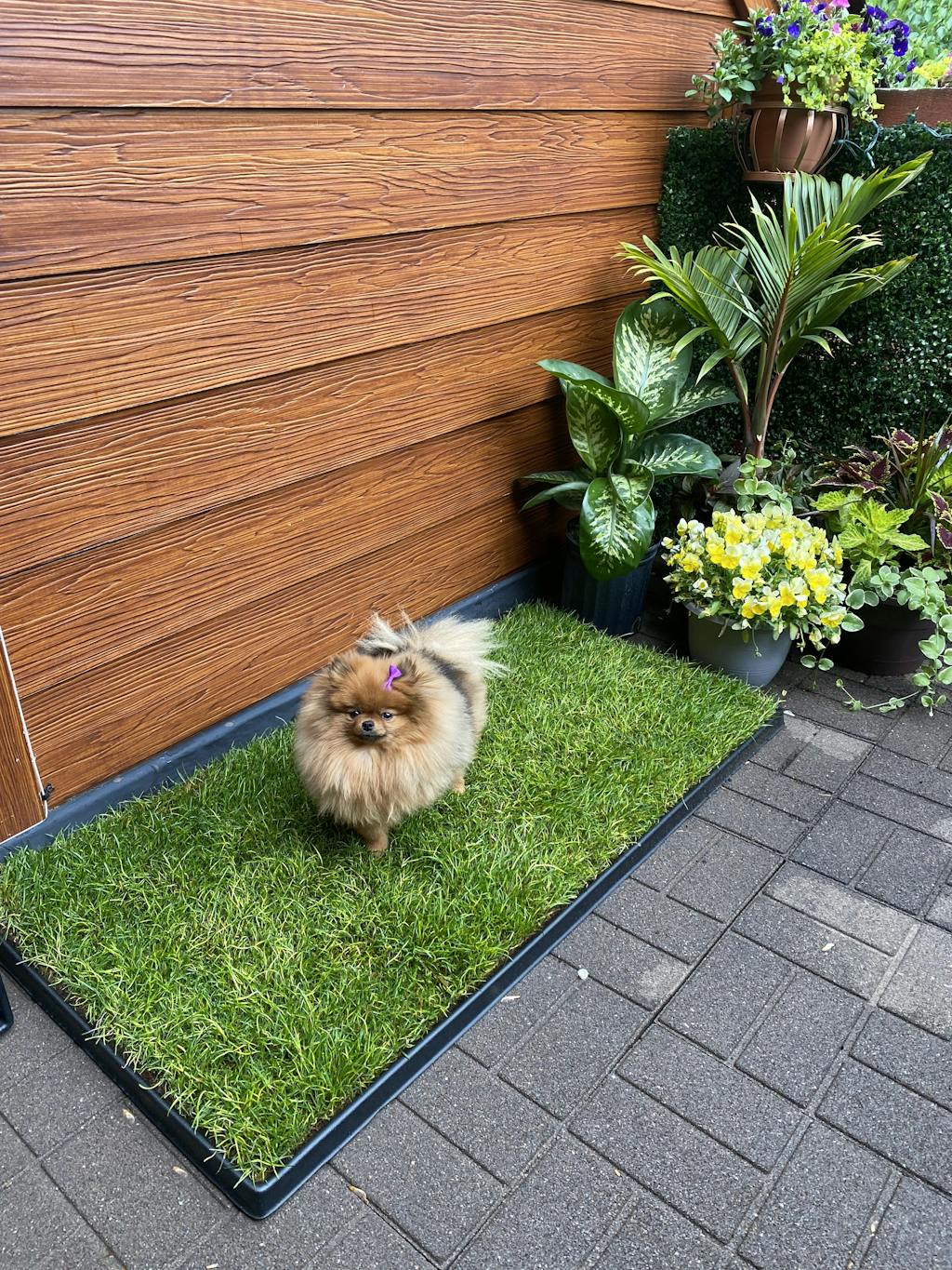 Plastic Tray (Fresh Patch XL) Apartment Dog Grass 2' x 4'