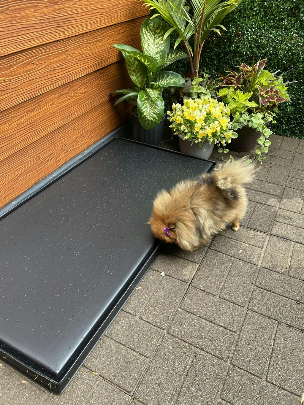 Plastic Tray (Fresh Patch XL) Apartment Dog Grass 2' x 4'