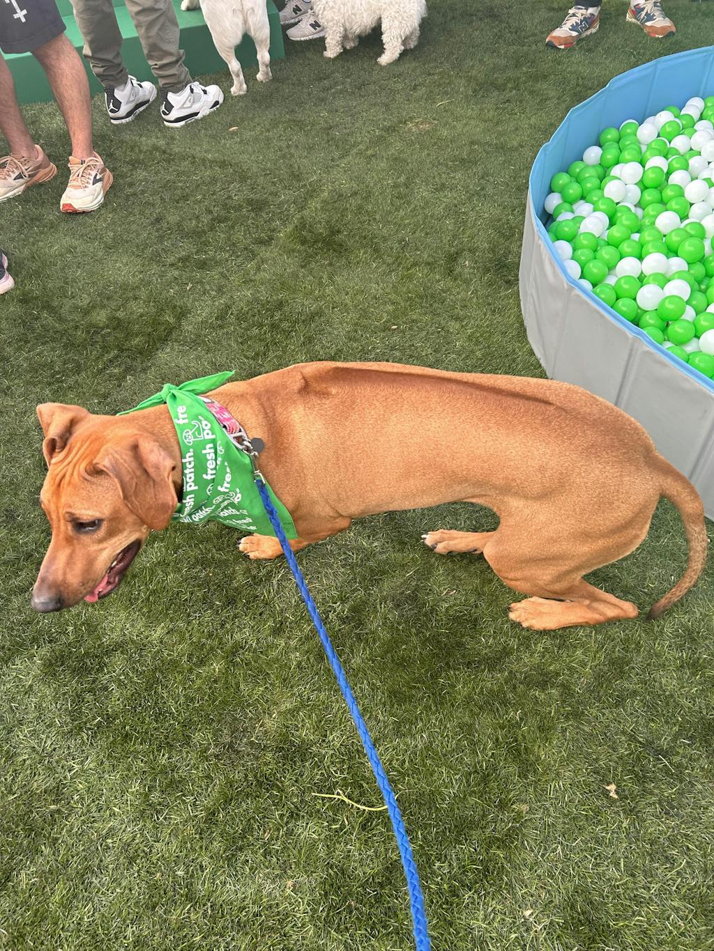 Fresh Patch Reviews Check out who likes our Doggie Grass Pads