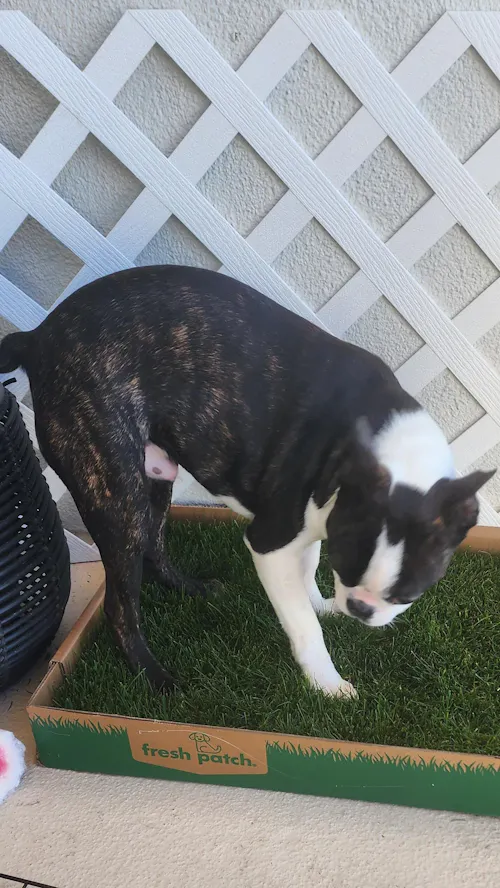 Fresh Patch (Standard)