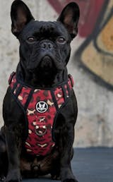 Combo EVO 2.0: Pechera + Correa + Portabolsas