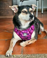 Combo EVO 2.0: Pechera + Correa + Portabolsas