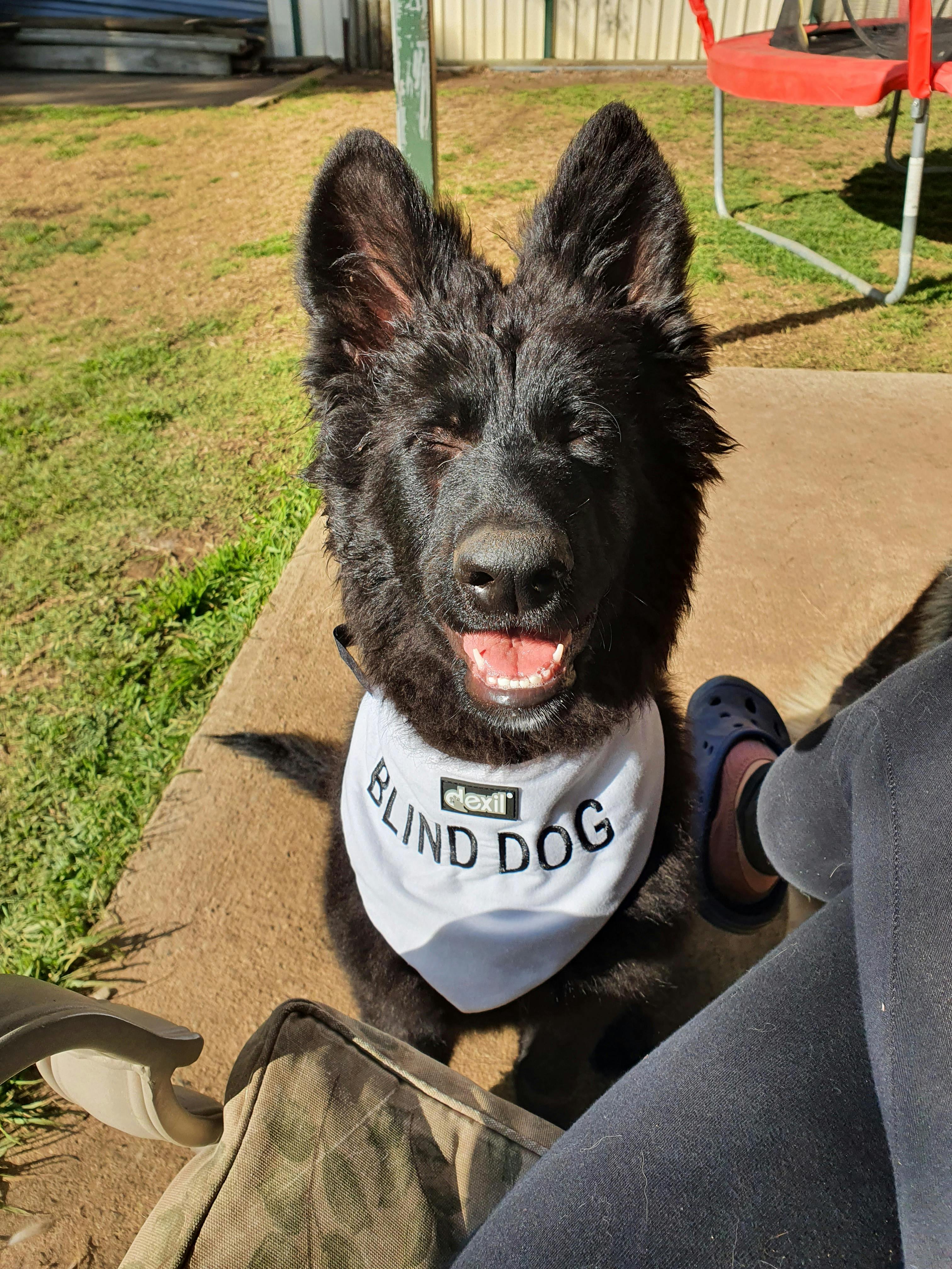 BLIND DOG Bandana Friendly Dog Collars