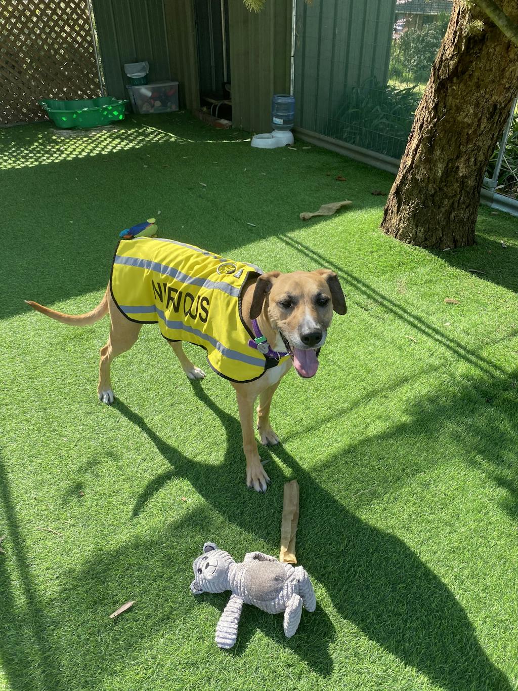 NERVOUS Large Coat 59cm Yellow (Give Me Space) Prevents Accidents