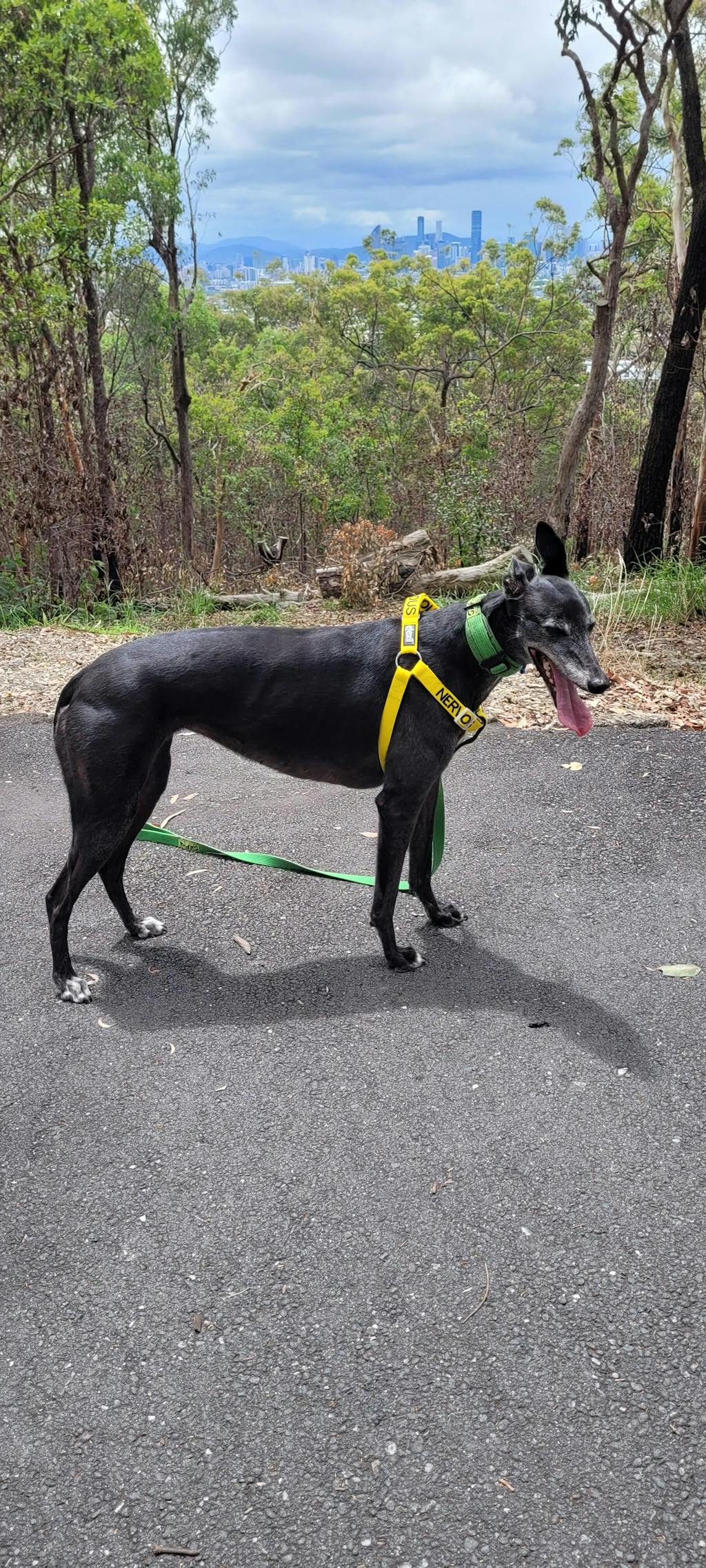 NERVOUS Adjustable Strap Harness L/XL 6192cm Yellow (Give Me Space