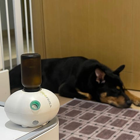 Comfort Zone for Dogs- 舒適區狗狗專用天然香薰精油