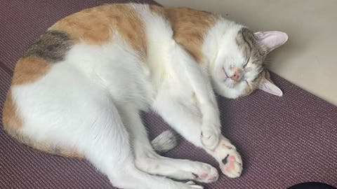 Comfort Zone for Cats- 舒適區貓咪專用天然香薰精油