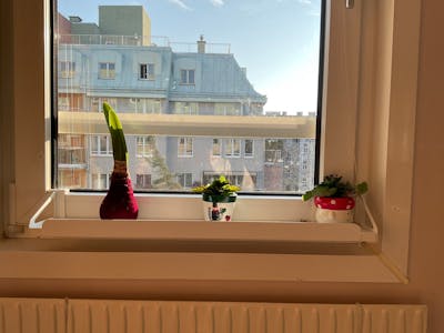 frischluft Fensterbrett