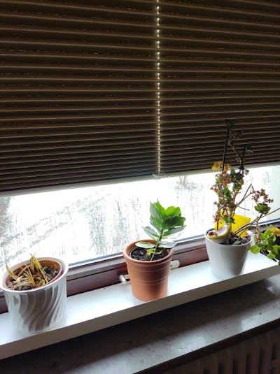 frischluft Fensterbrett