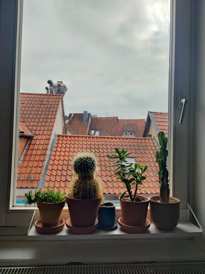 frischluft Fensterbrett