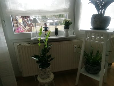 frischluft Fensterbrett