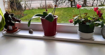 frischluft Fensterbrett