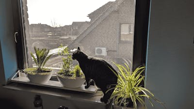 frischluft Fensterbrett